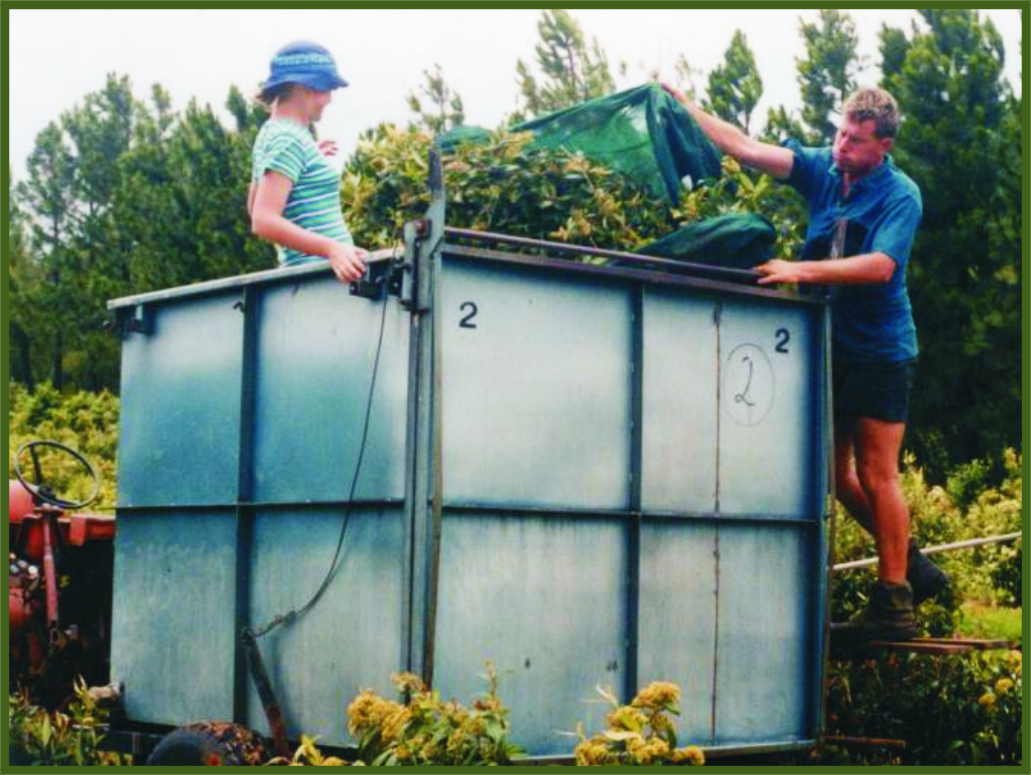 harvesting lemon myrtle