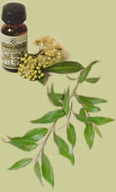 lemon myrtle oil with leaves