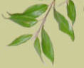 lemon myrtle leaves