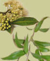 lemon myrtle leaves and blossoms